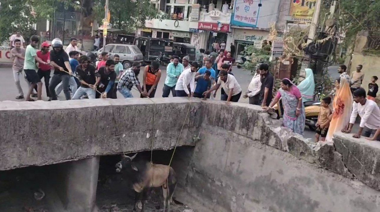बैल को रेस्क्यू कर निकाला
