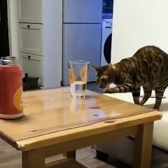 cute cat funny kitten videos _ Funny Cat Videos _ Footage No Copyright(480P)