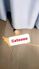 Funny cats video for all babies (kids boys)