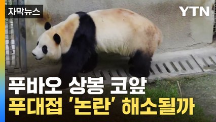 [자막뉴스] 푸바오 상봉 코앞...학대 의혹 해소될까? / YTN