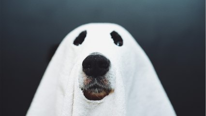 "Geisterhund" auf Videoüberwachung festgehalten: Das hat es damit auf sich