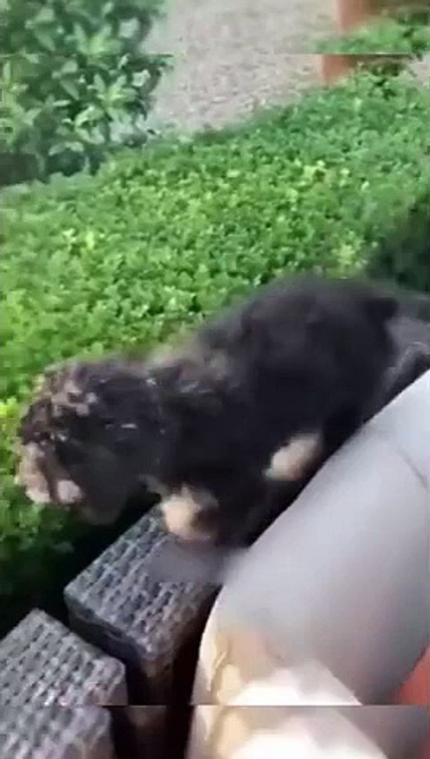 Funny animals Funny cats/ dogs Funny animal videos