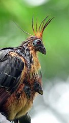 Hawk Eagle hunts