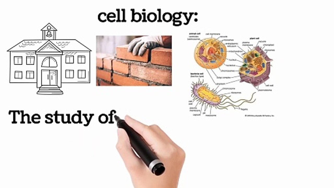 Branches of biology in Urdu | lec # 4 (i) | introduction to biology| cho #1 | 9 class Biology