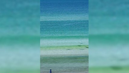 Stunning Florida footage captures majestic sharks in action