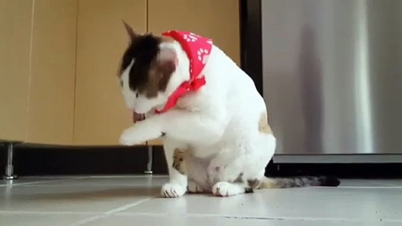 Cute kittens playing.