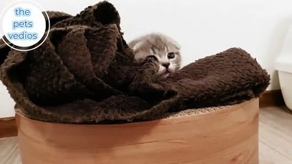 a kitten who is sleepy but can't sleep easily