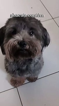FRUTAS QUE OS CACHORRO NAO PODE COMER