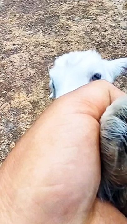 छोड़ दो मुझे,leave me#animals