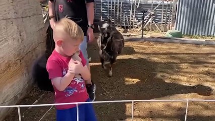 You Laugh You Lose  Funniest Cats and Dogs 2024