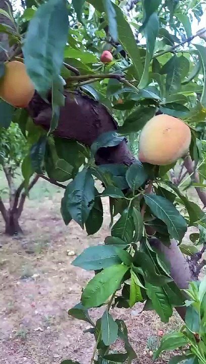In swat Pakistan