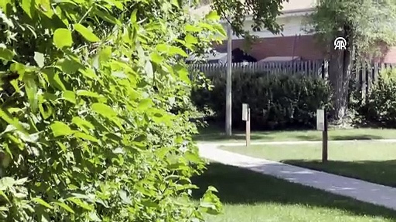 ABD'de ağustos böceği istilası