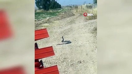 Türkiye'de 2 dev yılanın düğün dansı kamerada