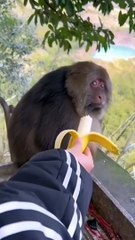 Banana-eating monkey mode