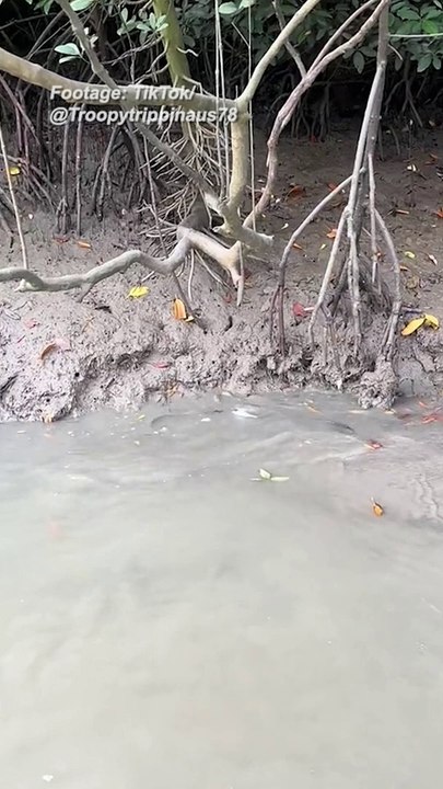 Snake battles stingray in NT