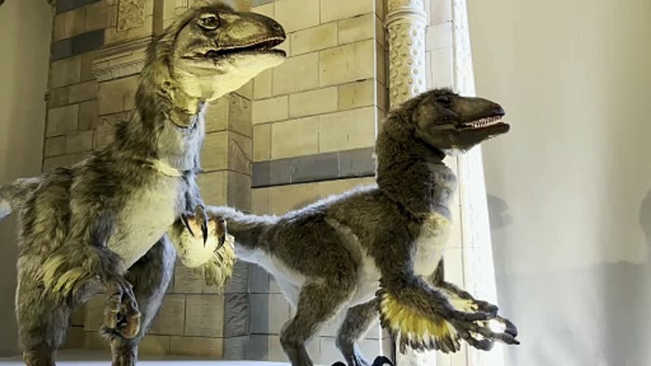 dinovid