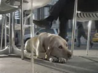 Pub Heineken chien saoul drunk funny