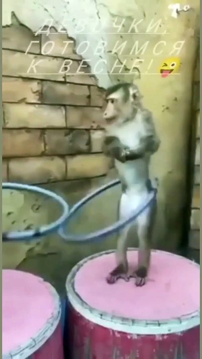 funny monkey