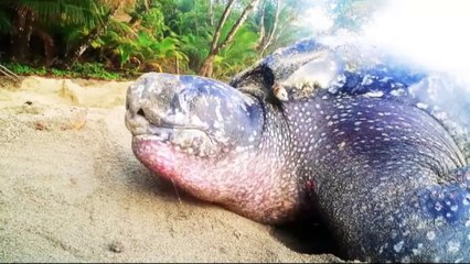 DON'T HARM LEATHERBACK TURTLES!