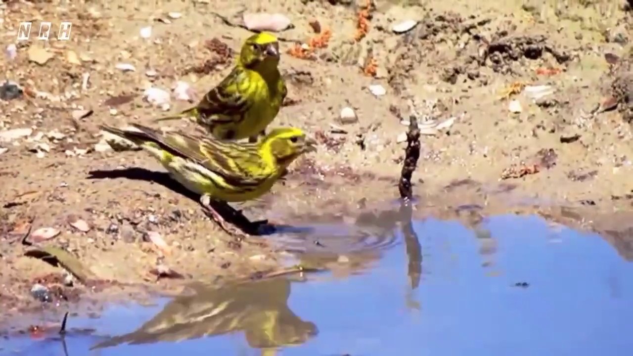 Relaxing film "Soothing Relaxation -3"  with beautiful nature, birds, flowers, peaceful animals and mind blowing stress relief relaxing music.