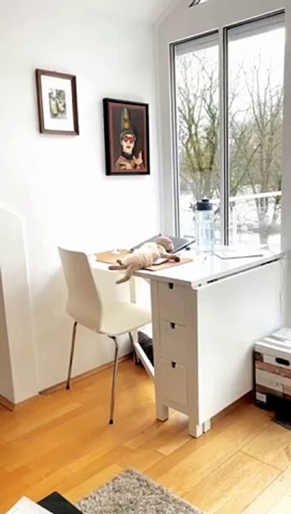 Funny cat videos  #petsworld