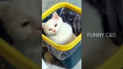 Top 6 Most Funny Cat Videos _ #funnycatvideos #funnyvideo #catlover