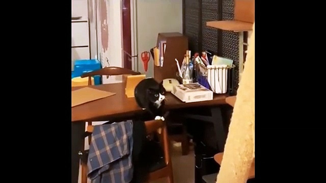 Funniest Cats - Best Of The 2022 Funny Cat Videos  - Animal Gags