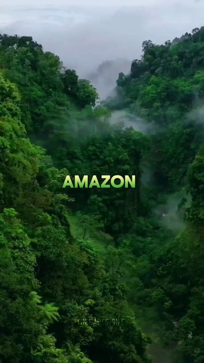 Amazon Rainforest 