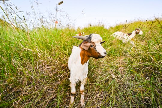 Boer goats are weed controllers | The Land