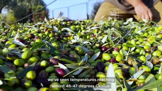 ‘Without farmers, Sicily as we know would not exist’: Drought takes its toll on crops and livestock