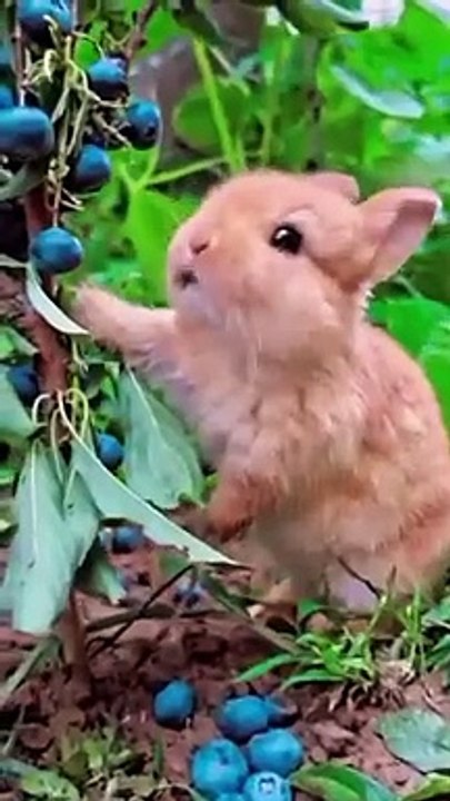 فَبِأَيِّ آلاءِ رَبِّكُمَا تُكَذ ِبَانِ# اور تم اپنے # پروردگار# کی کون کون سی نعمتوں کو جھٹلاؤ گے.قرآن برکت ہے # قرآن کریم رحمت ہے