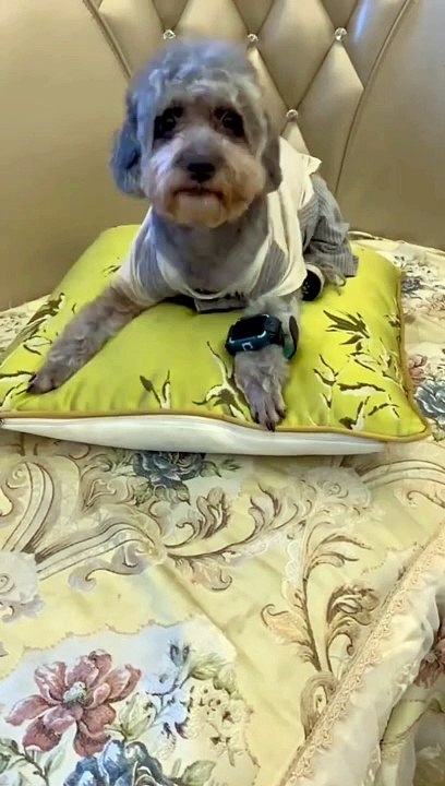 Dog becomes school's official Uber driver.   #pet #dog #pets #dogs #dogsofinstagram #petsofinstagram #cute #love #puppy #animals #petstagram #animal #instadog #doglover #instagram #dogstagram #doglovers #catsofinstagram #dogoftheday #petlov