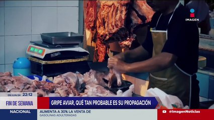 Gripe aviar: ¿Qué es? ¿Cómo se transmite? ¿A quiénes afecta?