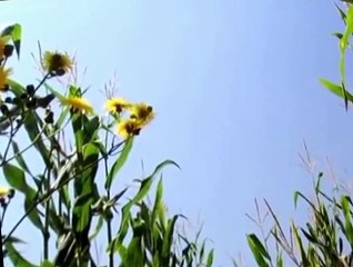 Minuscule Minuscule S01 E012 Catapult