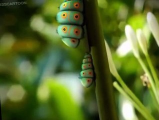 Minuscule Minuscule S02 E001 Caterpillars in Pairs