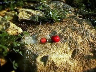 Minuscule Minuscule S01 E026 The Right Seed