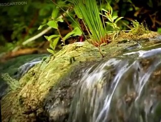 Minuscule Minuscule S02 E007 The Caterpillar Who Wanted to See the Ocean