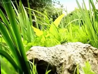 Minuscule Minuscule S03 E012 Jump Jump Jump