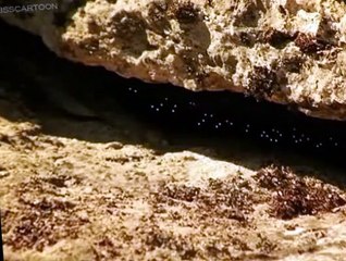 Minuscule Minuscule S02 E017 It Never Rains But It Pours