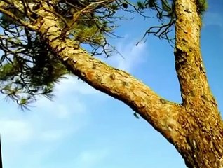 Minuscule Minuscule S03 E005 Cicada Do Brazil