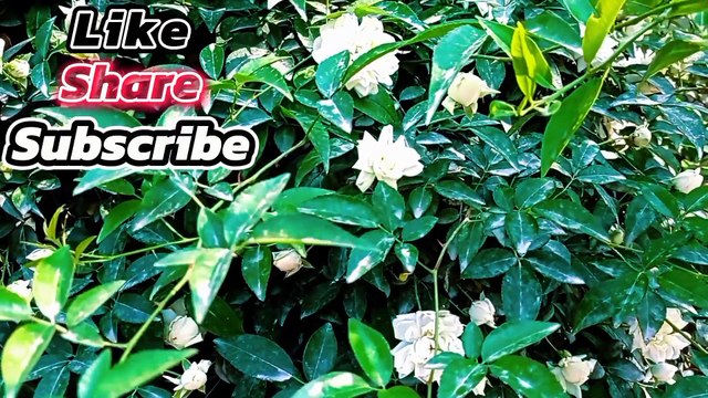 Manzil Dua منزل (Ep 03) Ruqyah Shariah Popular Manzil From Black Magic Sihr evil eyes kalajadu