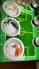 They are really cute   Do you wanna keep them #cute #cutefish #cuteanimals #cutegoldfish #goldfish #cutefishes #playingfootball #animalsfootball #fishfootball