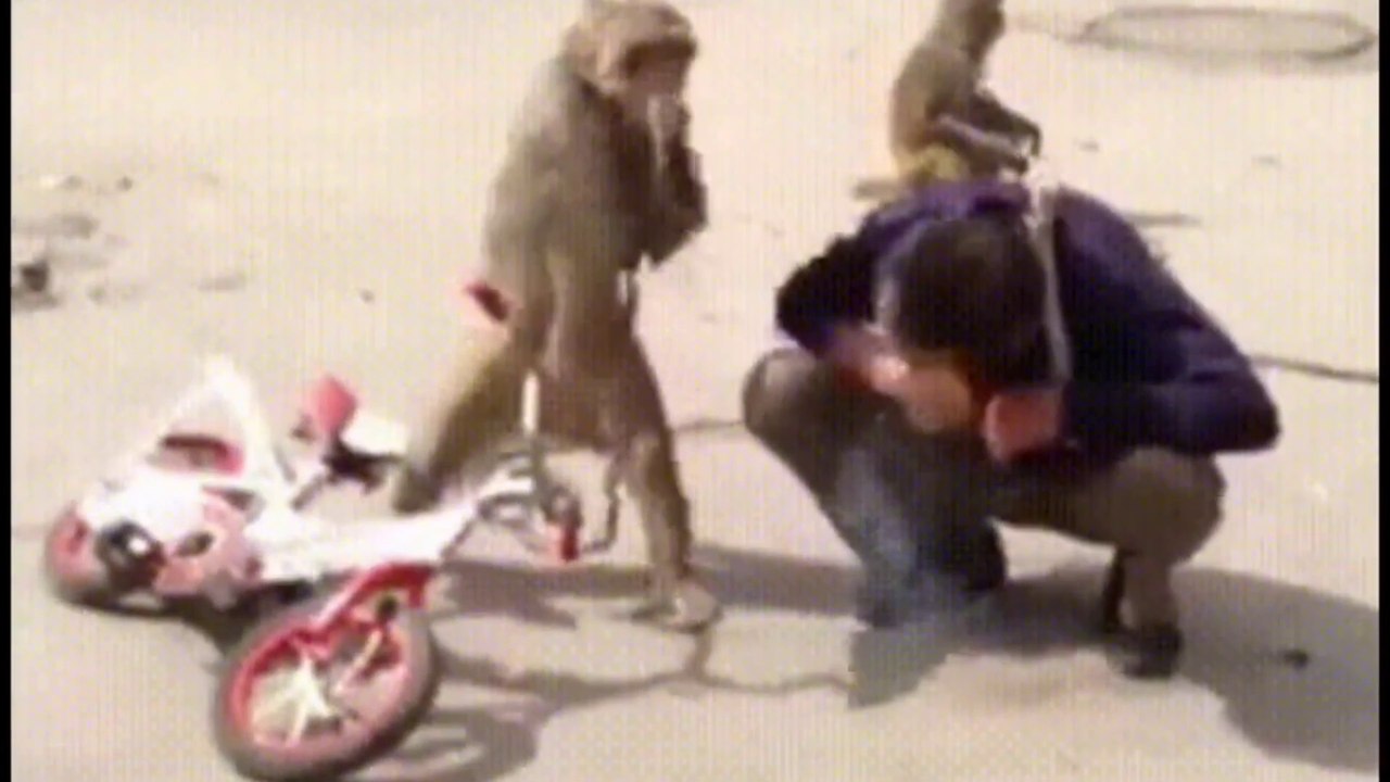 Monkey comedy and funny clip