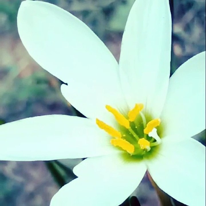 White flower