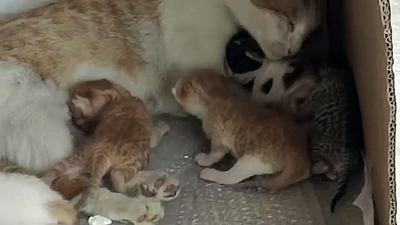 video_20220405_112642
