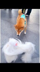 beautiful dog making fun