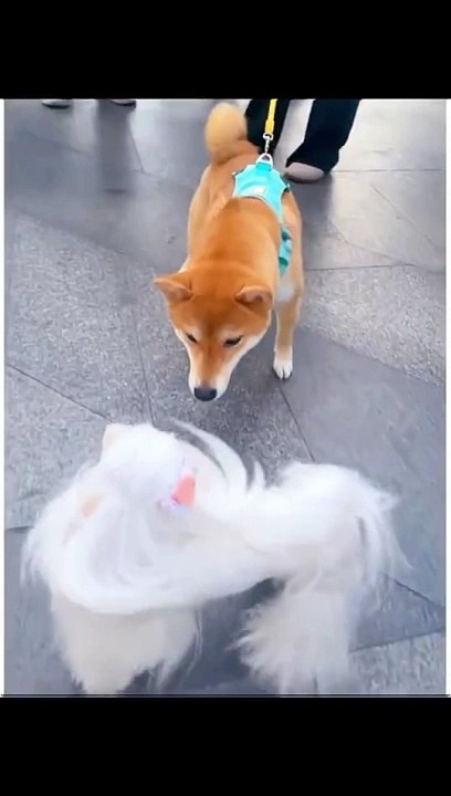 beautiful dog making fun