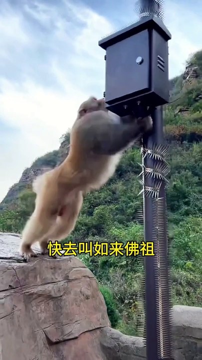 Junbao is so strong, haha, the monkey becomes a spirit