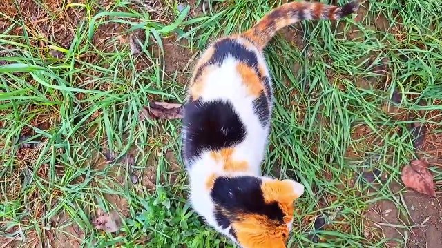 Do you think this cat is pregnant___ #streetcats #meowing #catvideos