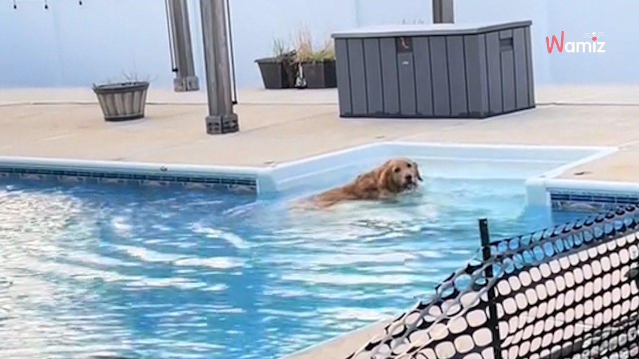 „Entschuldige!“: In Nachbars Garten macht ein Golden Retriever etwas, das Millionen im Internet zum Lachen bringt